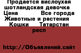 Продается вислоухая шотландская девочка › Цена ­ 8 500 - Все города Животные и растения » Кошки   . Татарстан респ.